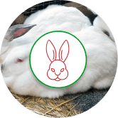 Especie Conejos Especie Conejos