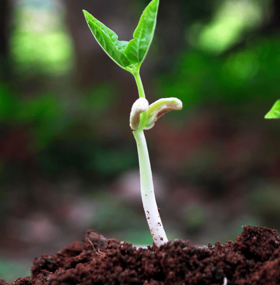 Nuestros Productos MPA